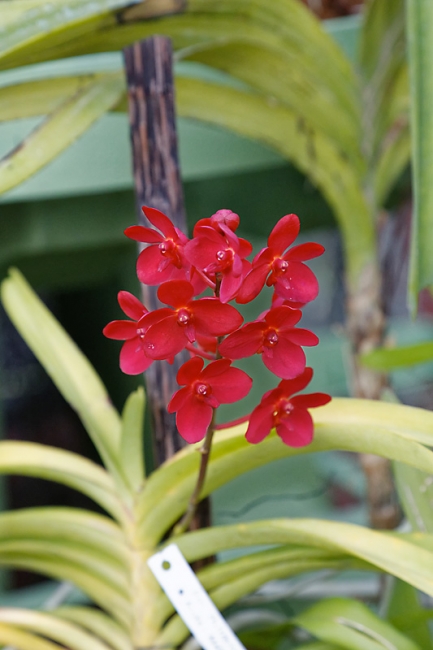 Kandy-Botanical garden-073